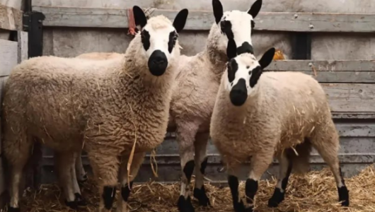 Уникальные овцы Кэрри Хилл: Новая достопримечательность 