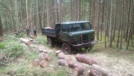 В нацпарке «Виштынецкий» задержали троих местных жителей за незаконную вырубку леса .