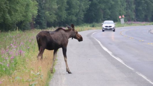 Вблизи Гвардейска Калининградской области лось стал виновником ДТП 