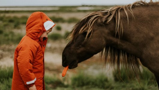 Мир сошел с ума. Школьнику-квадроберу в Шотландии разрешили считать себя животным