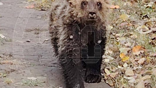 Опасным и агрессивным зверем оказался маленький и истощенный медвежонок: что произошло в Пензе