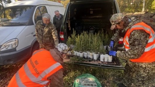 Городские леса растут: Калининград инвестирует в зеленое будущее