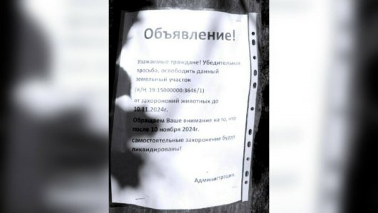 Стало известно, когда власти уберут стихийное кладбище домашних животных на Сельме в Калининграде