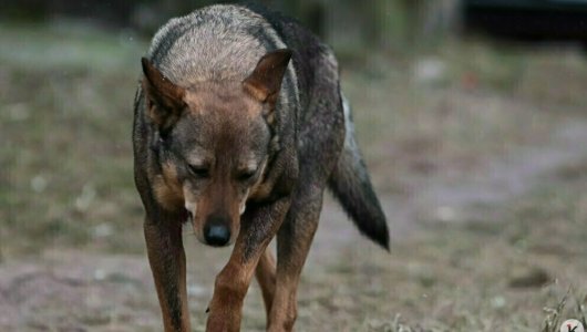 Смертельное нападение собак в Казани: почему проблему не решали