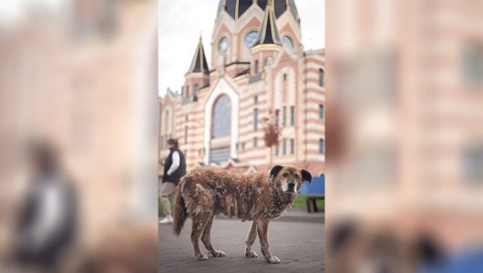 История верности четвероногого калининградца: пожилой пес с Октябрьского острова ждет спасения