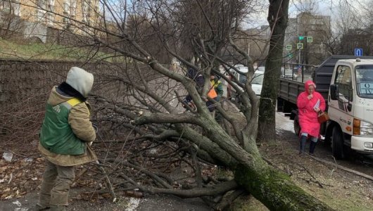 Елена Дятлова озвучила масштабы ущерба от циклона в Калининграде