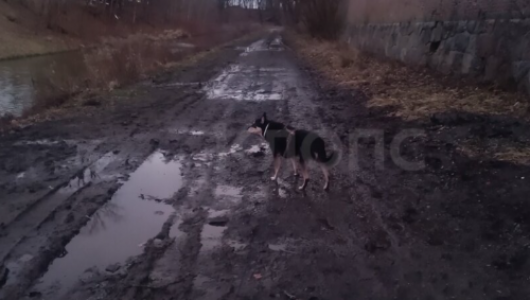 В Калининграде жители возмущены: техника уничтожила прогулочную зону вдоль Литовского ручья