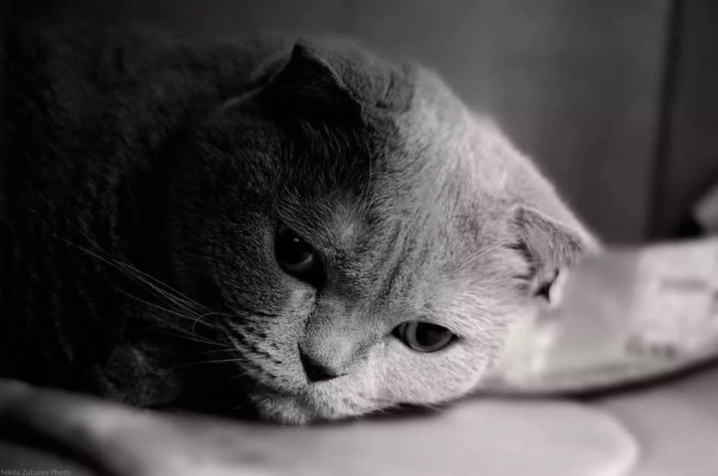 Грустное про кошек. Котенок грустит. Грустная кошка. Печальный котенок. Очень грустный кот.
