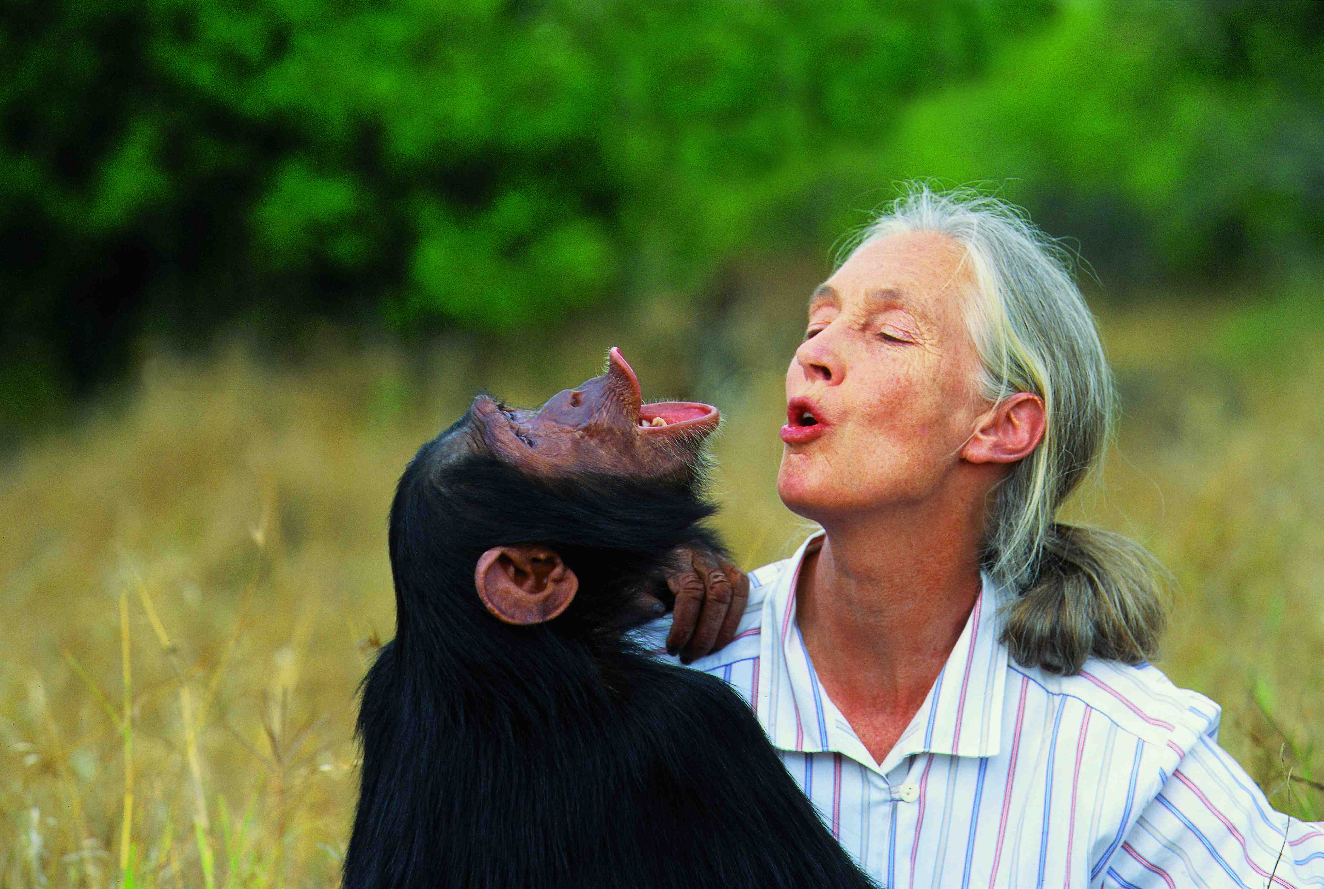 Monkey humans. Джейн Гудолл. Джейн Гудолл и шимпанзе. Приматолог Джейн Гудолл. Гудолл Джейн "в тени человека".