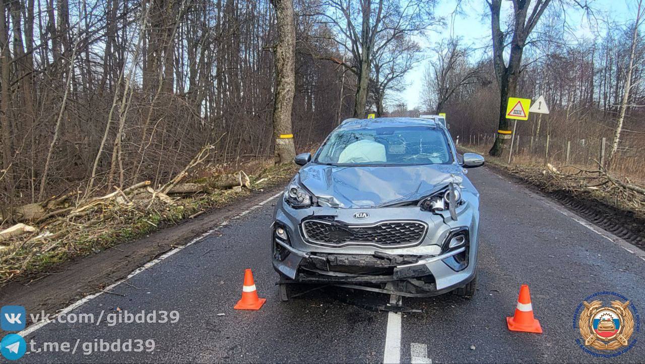 Упавшее дерево в Зеленоградском районе спровоцировало ДТП, в котором пострадал маленький ребенок