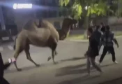 Не конь, но тоже сгодится: что сделали российские подростки с верблюдом, которого удалось украсть из цирка (ВИДЕО)