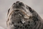 Тюлени в опасности: учёные предлагают ввести режим тишины для спасения детёнышей