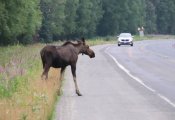 Вблизи Гвардейска Калининградской области лось стал виновником ДТП 