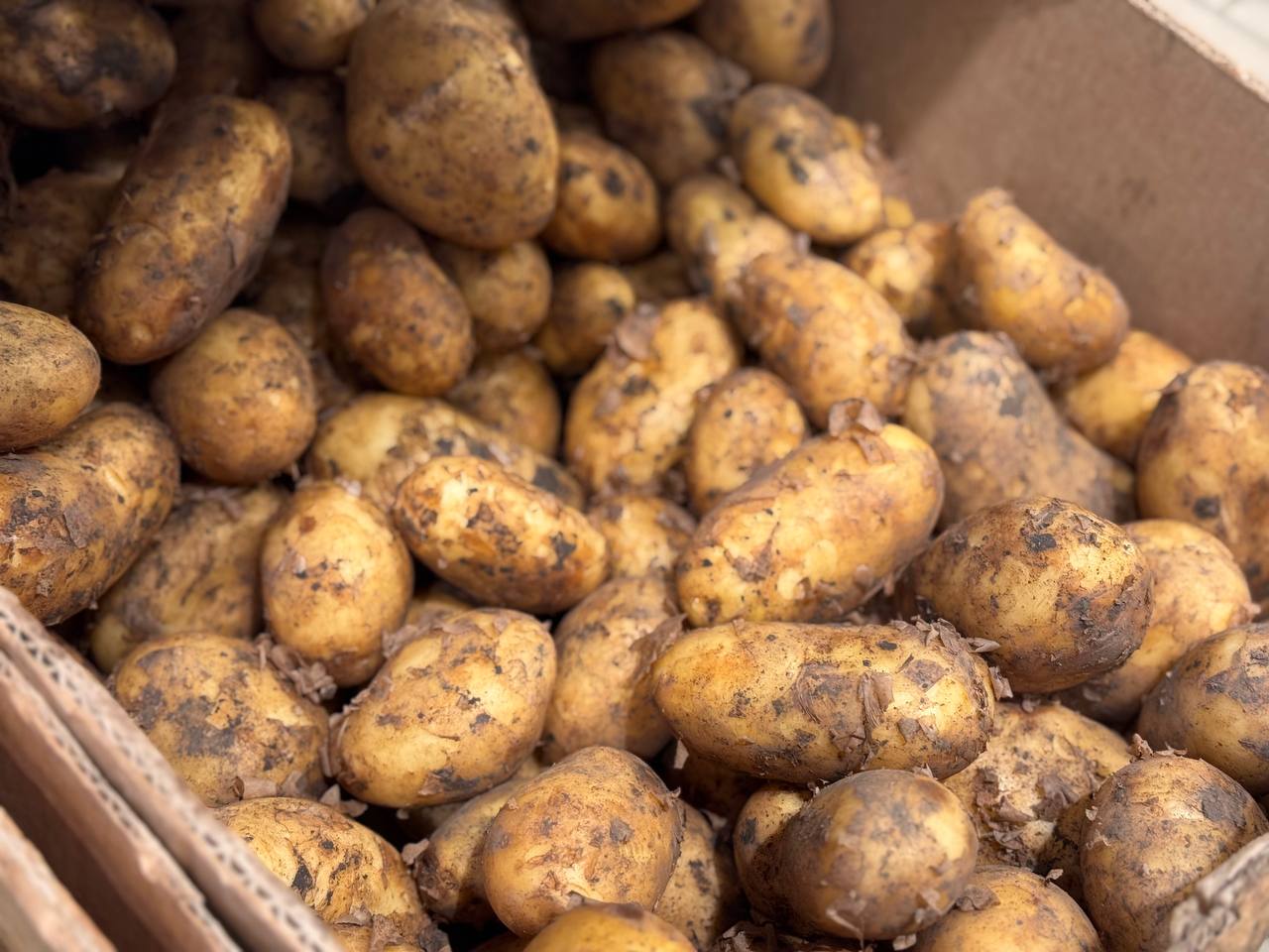 Грибной суп, суп с шампиньонами, сырный суп, сырный суп с грибами, рецепт супа, как сделать суп