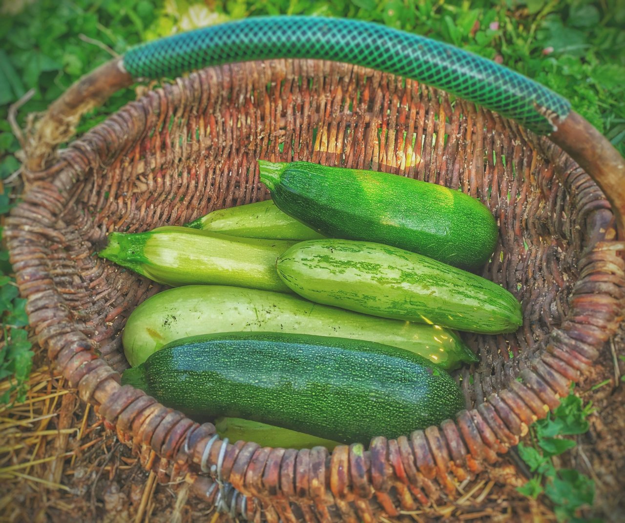 Кабачки горчат, почему кабачки горчат, 3 ошибки на даче, как выращивать кабачки, яд в кабачках