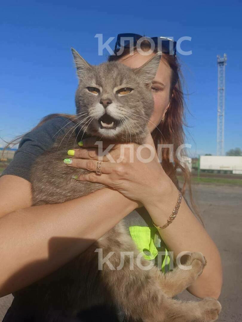 В порту Балтийска нашли маленького путешественника, который провел неделю на пароме без еды и воды
