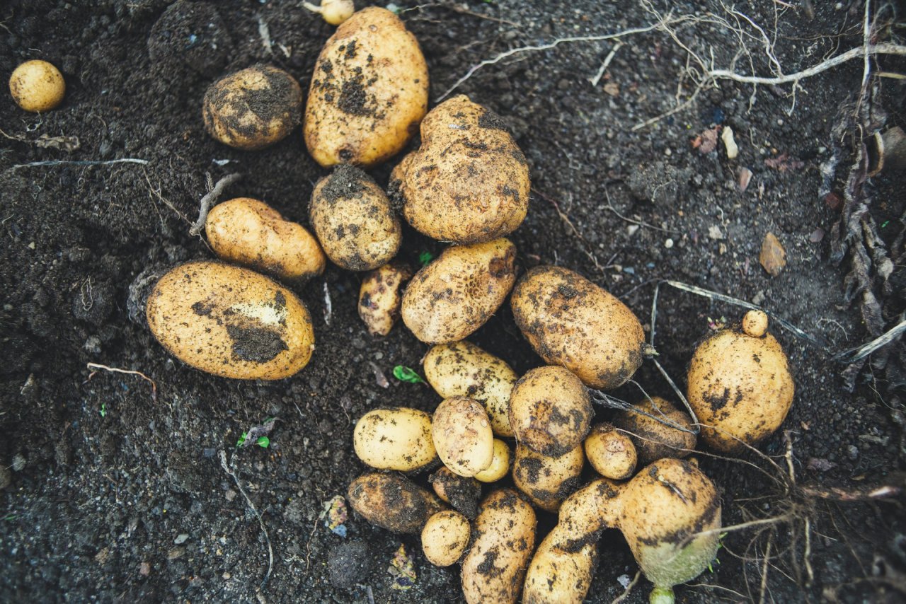 Сбор картошки, когда собирать картошку, сорта картофеля, уборка картофеля, картошка в августе, дачные лайфхаки