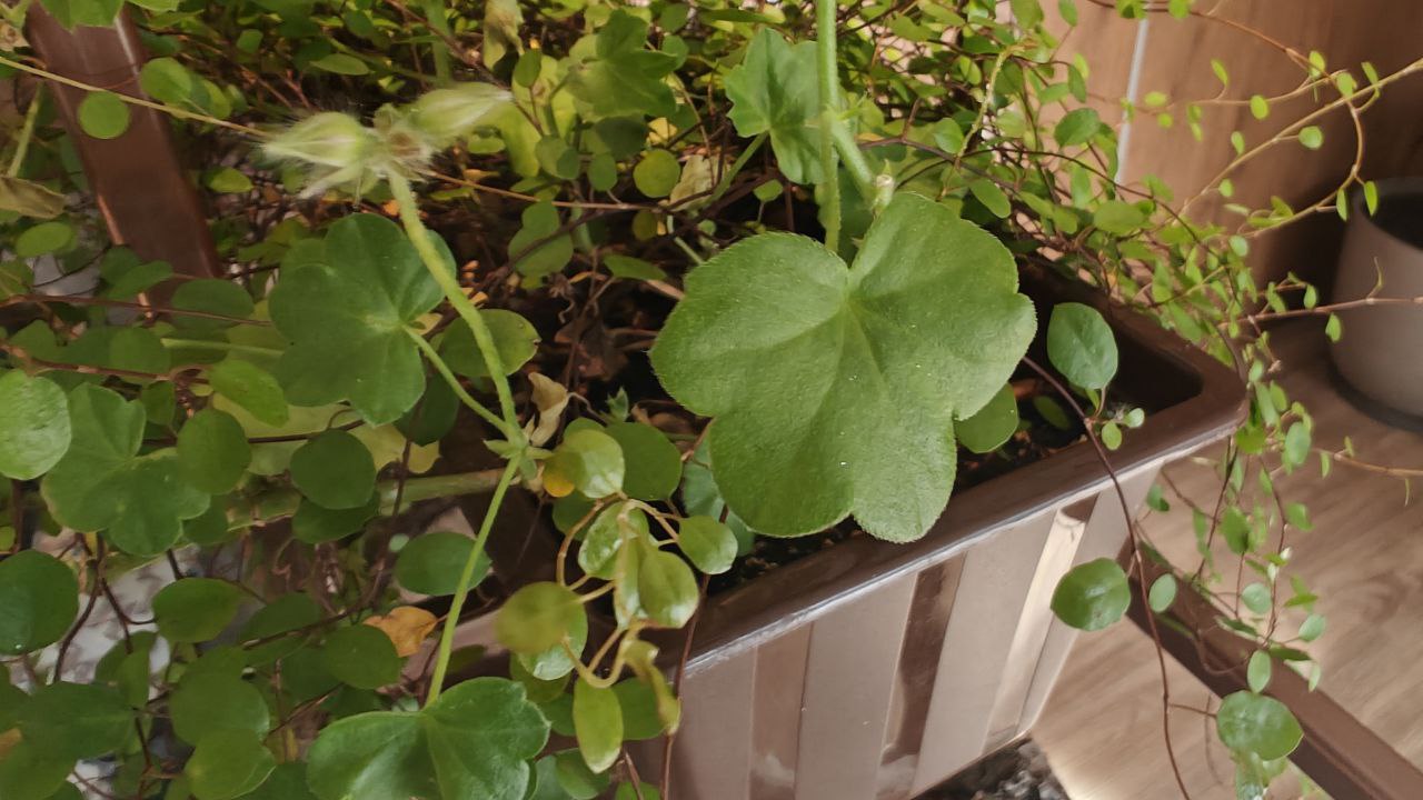 Комнатные растения, растения очищают воздух, растения дома, домашний сад, неприхотливые комнатные цветы, дом