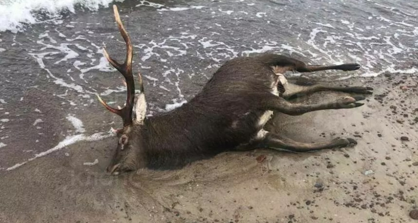 На Куршской косе найден труп оленя