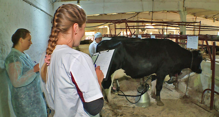Бык-убийца: в Славском районе погибли две доярки