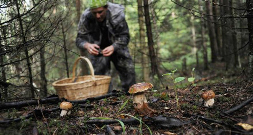 В Гвардейском районе сотрудники МЧС спасли семью заблудившихся грибников 