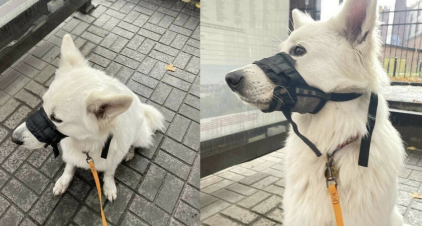 В Калининграде кондуктор высадил из автобуса девушку с собакой, так как его не устроил намордник 