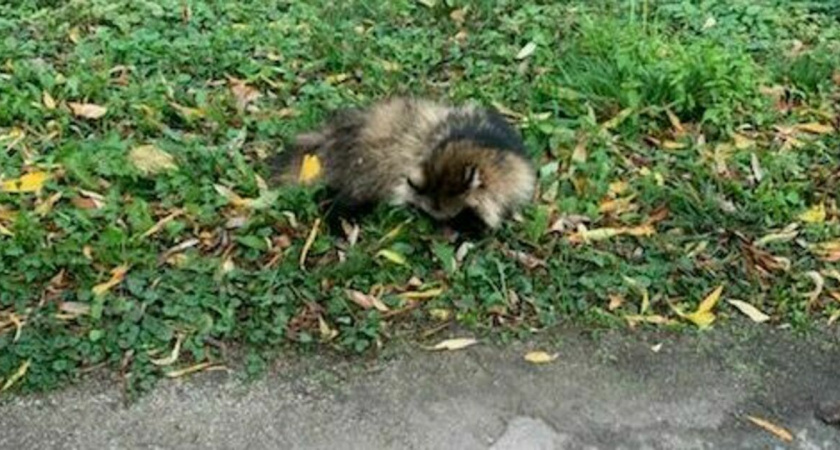 В Гусевском районе сбили енотовидную собаку 