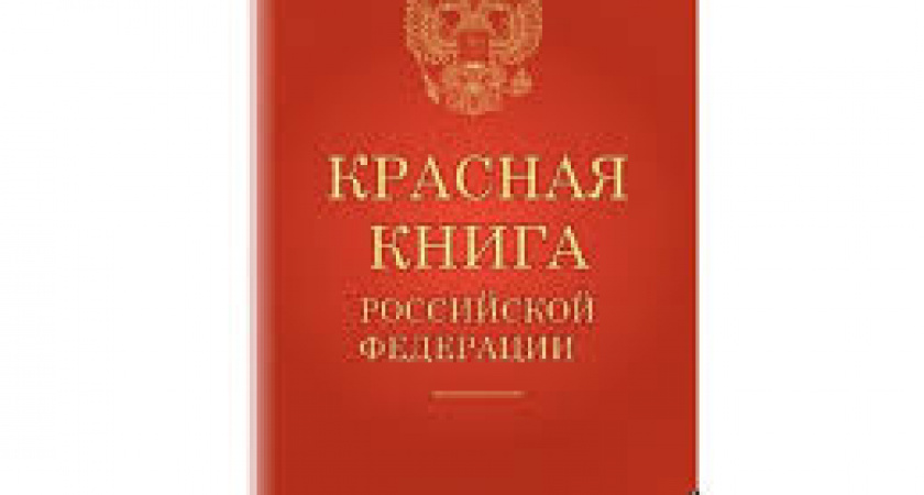 Трех редких филинов из красной книги выпустили на волю
