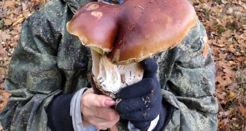 Жительница Калининграда нашла гриб весом 0,6 кг