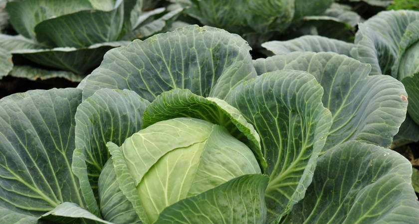 В Россельхознадзоре сообщили о попытке ввоза зараженных овощей в Калининградскую область