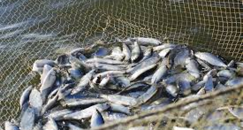 Депутата из Полесска подозревают в незаконной ловле рыбы на Куршском заливе