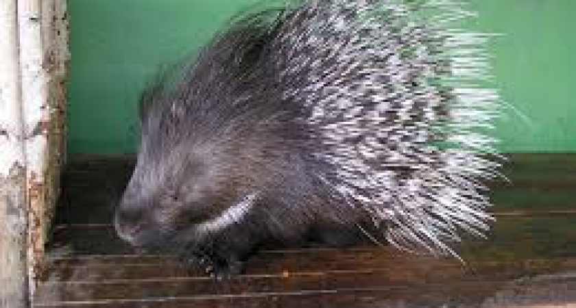 В Калининградском зоопарке появились на свет малыши-дикобразы