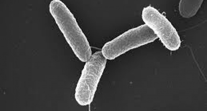 В Калининграде сырые яйца стали причиной развития кишечной инфекции 