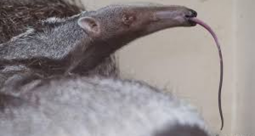 Сотрудники Калининградского зоопарка показали, как обедает муравьед