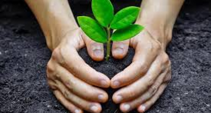 В парке имени Гагарина в Калининграде посадили дубы, каштаны и липы