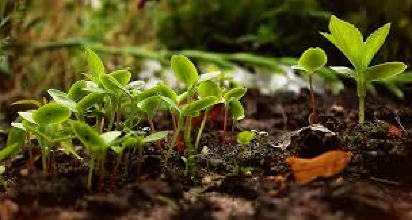 Зеленоградский эко-питомник получил заказ на выращивание деревьев для Херсона и Удмуртии