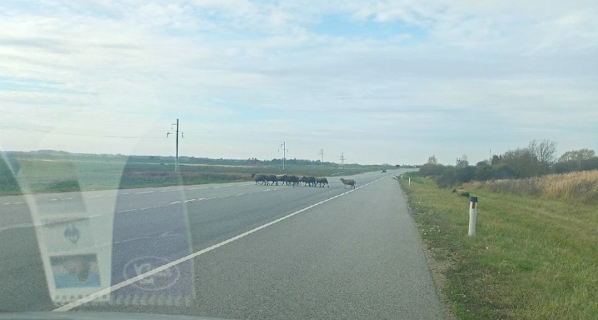 Семья попала в ДТП из-за разгуливающих по трассе баранов