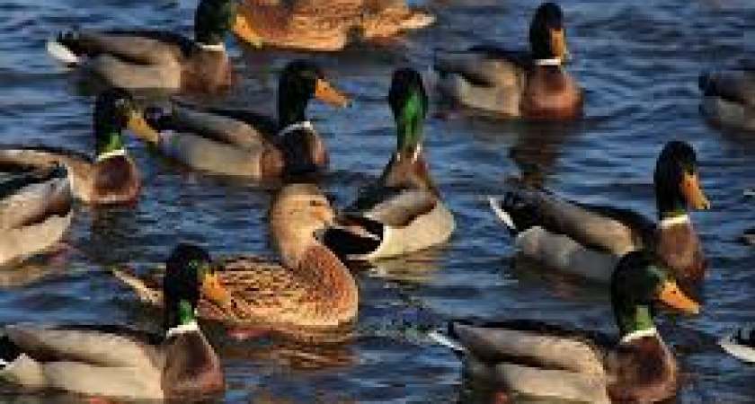 Браконьеры расставили ловушки в районе стадиона «Калининград»