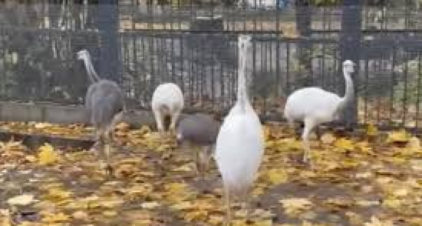 В Калининградском зоопарке экзотические птицы нанду гуляют с другими птицами