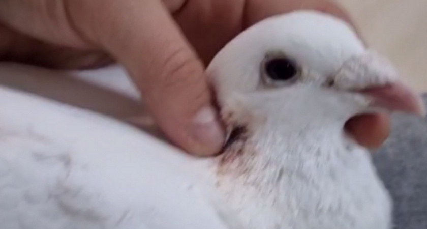 В Балтийске неизвестный выстрелил в голубя из огнестрельного оружия 