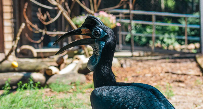 В Калининградском зоопарке в субботу пройдёт мастер-класс для детей