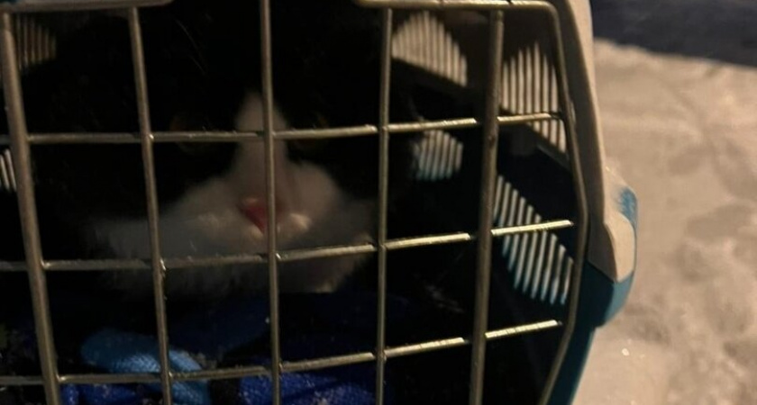 Жительница Гурьевска нашла на окраине Калининграда переноску с котом, засыпанную снегом