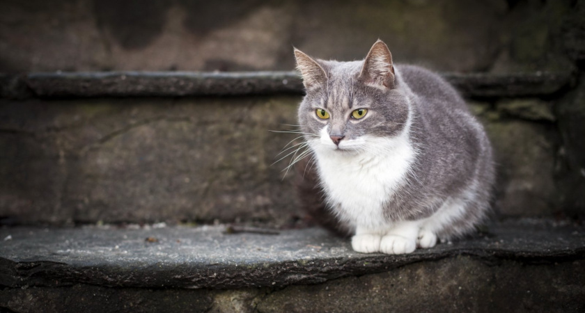 Житель Правдинского района насмерть заколол соседского кота вилами