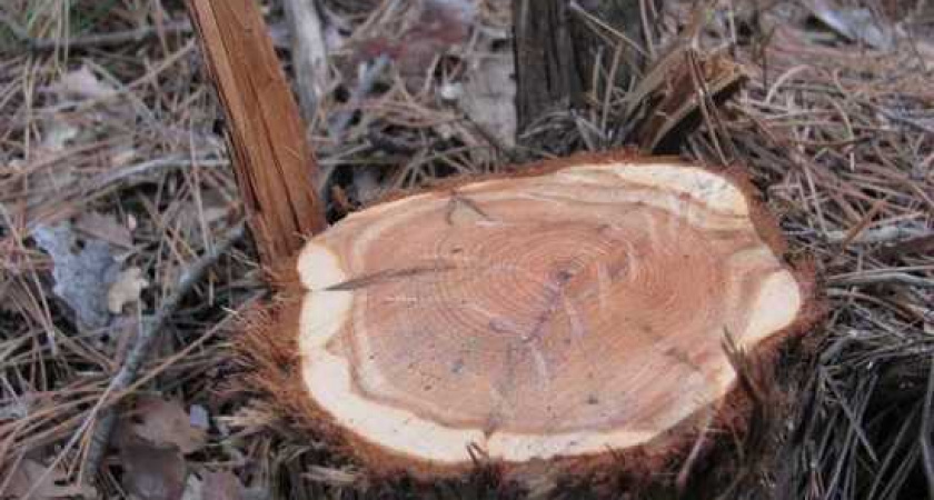 В Янтарном мужчина незаконно срубил 27 деревьев, ему грозил штраф до 3 млн рублей