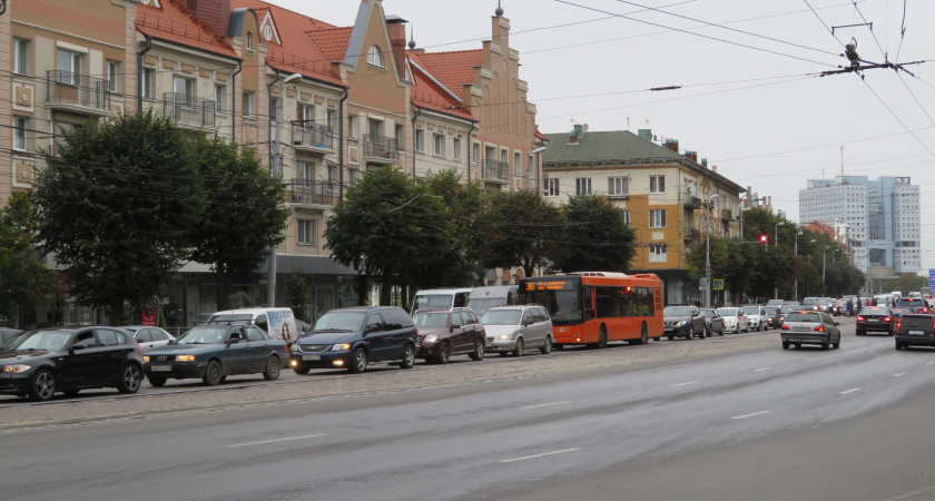В Калининграде на Ленинском проспекте появились молодые деревья 