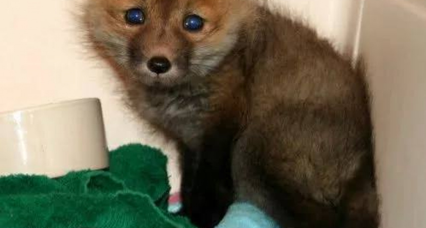 В посёлке Корнево нашли хромого лисёнка