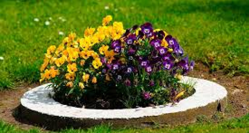 В Светлогорске пенсионерка ворует растения из городских клумб 