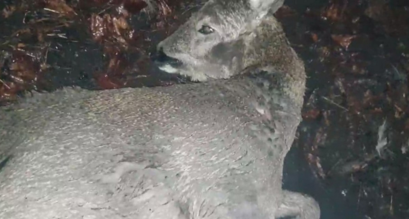 Водитель сбил косулю и оставил животное умирать на дороге