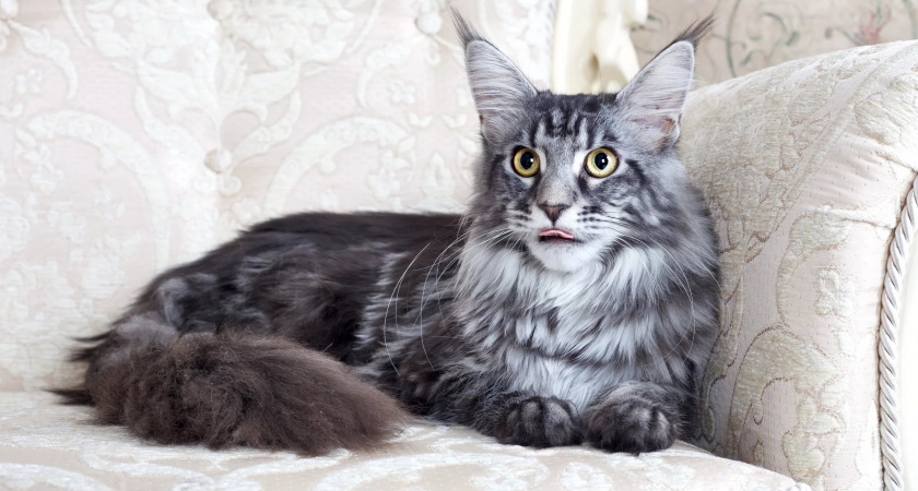 В Гвардейском районе бездушные хозяева переселили домашнего кота породы мейн-кун в уличный вольер