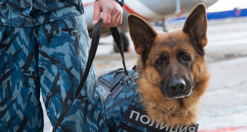 Полицейская собака помогла найти вора, который проник в дом к 72-летней пенсионерке